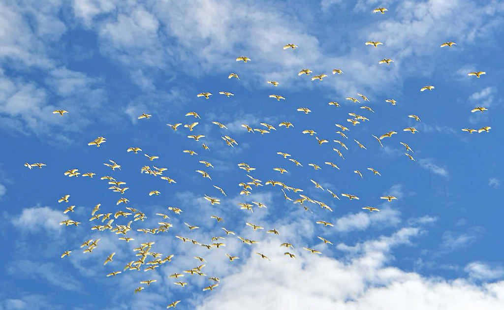 Corellas fly over Tammy Woodrow’s home. Corellas fly over Tammy Woodrow’s home.